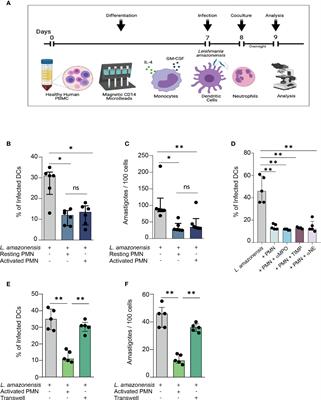 DC-SIGN Mediates the Interaction Between Neutrophils and Leishmania amazonensis-Infected Dendritic Cells to Promote DC Maturation and Parasite Elimination